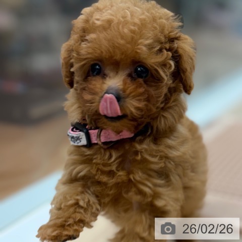 トイ・プードルの写真