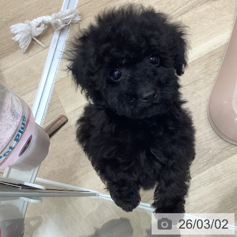 トイ・プードルの写真