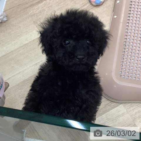 トイ・プードルの写真