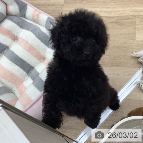 トイ・プードルの写真