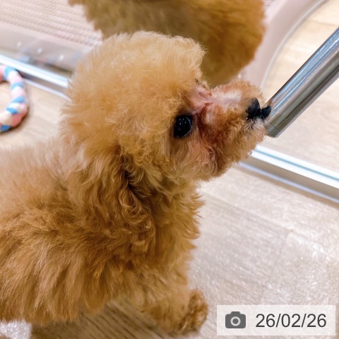 大阪府のトイプードル(トイ) (ペットプラス イオン大日店/2025年12月26日生まれ/女の子/アプリコット)の子犬の4枚目の画像