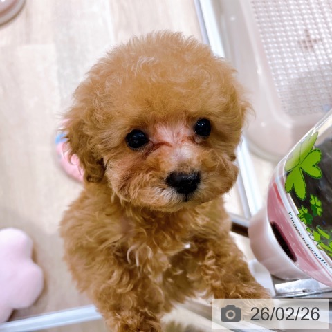 大阪府のトイプードル(トイ) (ペットプラス イオン大日店/2025年12月26日生まれ/女の子/アプリコット)の子犬の3枚目の画像