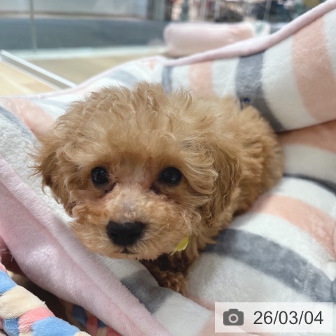 大阪府のトイプードル(トイ) (ペットプラス イオン大日店/2025年12月26日生まれ/女の子/アプリコット)の子犬の4枚目の画像