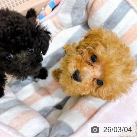 大阪府のトイプードル(トイ) (ペットプラス イオン大日店/2025年12月26日生まれ/女の子/アプリコット)の子犬の3枚目の画像