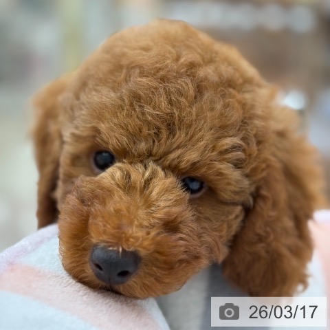 トイ・プードルの写真