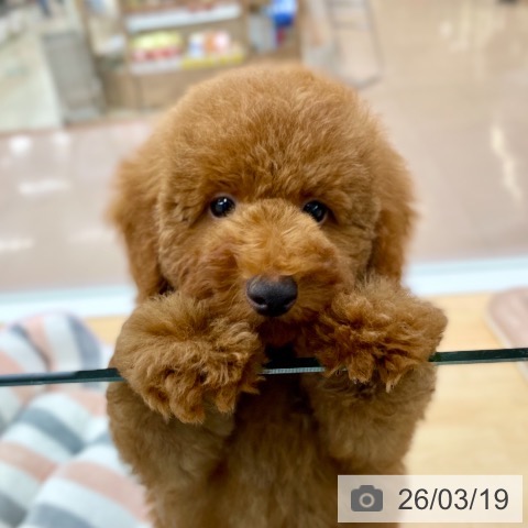 トイ・プードルの写真