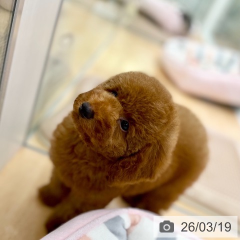 トイ・プードルの写真