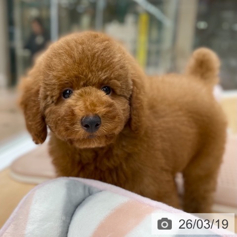 トイ・プードルの写真