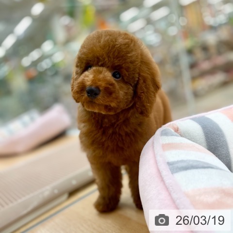 トイ・プードルの写真