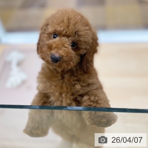 トイ・プードルの写真