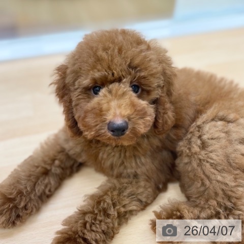 トイ・プードルの写真