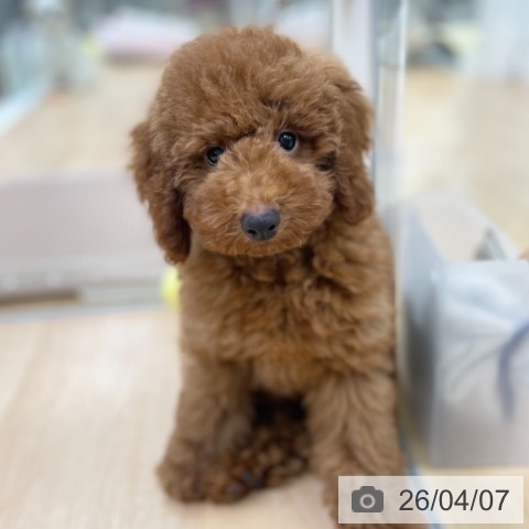 トイ・プードルの写真