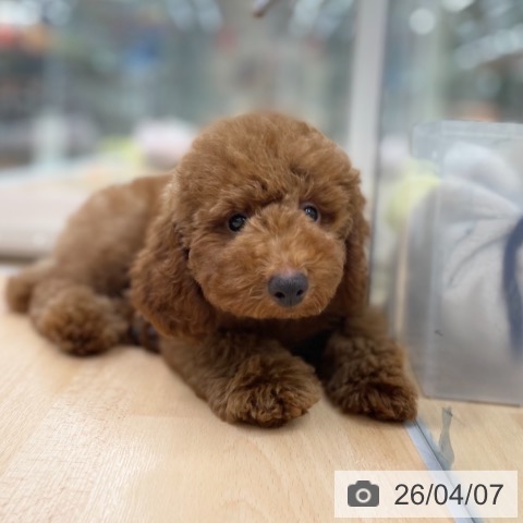 トイ・プードルの写真