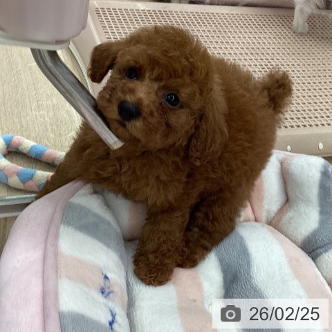 トイ・プードルの写真