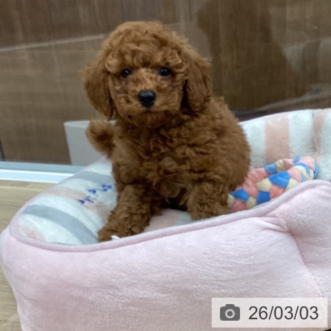 大阪府のトイプードル(トイ) (ペットプラス りんくう泉南店/2025年12月25日生まれ/男の子/レッドフォーン)の子犬の3枚目の画像