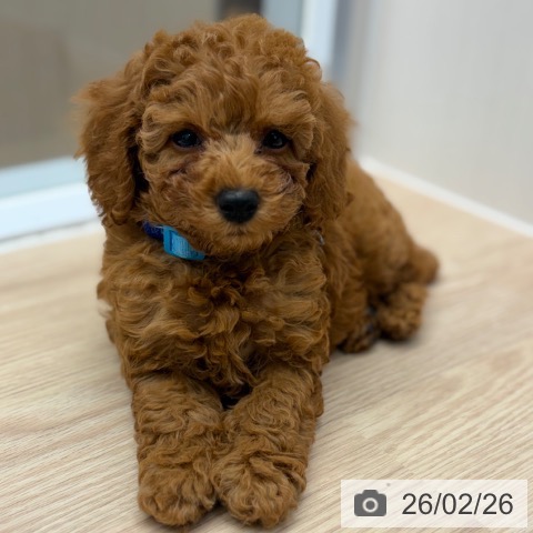 京都府のトイプードル(トイ) (ペットプラス 京都桂川店/2025年12月25日生まれ/男の子/オレンジフォーン)の子犬の4枚目の画像