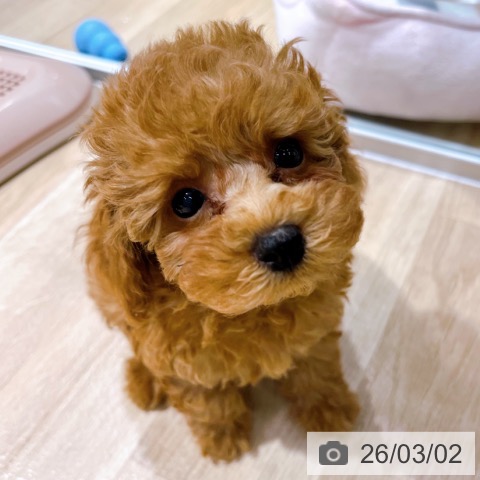 大阪府のトイプードル(トイ) (ペットプラス イオン大日店/2025年12月25日生まれ/男の子/オレンジフォーン)の子犬の3枚目の画像