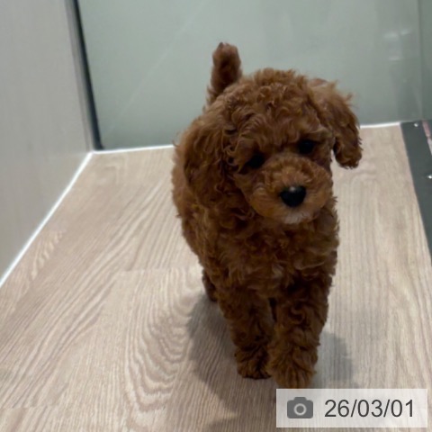 トイ・プードルの写真