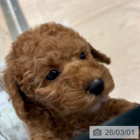 トイ・プードルの写真