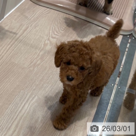 トイ・プードルの写真