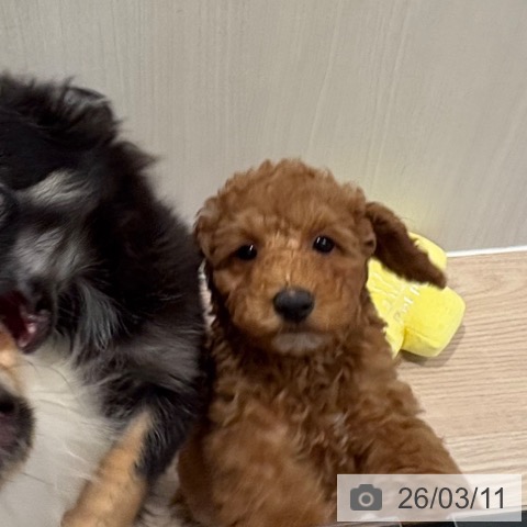 和歌山県のトイプードル(トイ) (ペットプラス 和歌山店/2025年12月25日生まれ/女の子/オレンジフォーン)の子犬の3枚目の画像