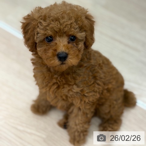 京都府のトイプードル(トイ) (ペットプラス 京都桂川店/2025年12月26日生まれ/男の子/オレンジフォーン)の子犬の4枚目の画像