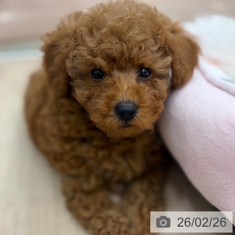 京都府のトイプードル(トイ) (ペットプラス 京都桂川店/2025年12月26日生まれ/男の子/オレンジフォーン)の子犬の3枚目の画像