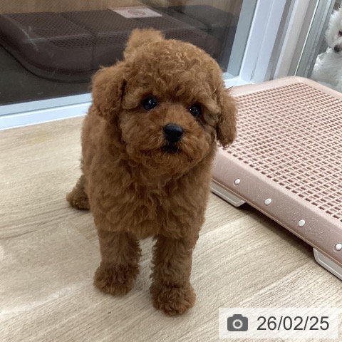 トイ・プードルの写真