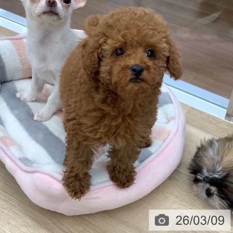 大阪府のトイプードル(トイ) (ペットプラス りんくう泉南店/2025年12月26日生まれ/女の子/オレンジフォーン)の子犬の3枚目の画像