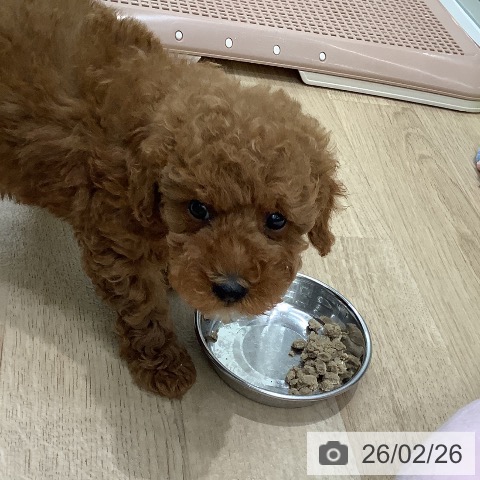 大阪府のトイプードル(トイ) (ペットプラス 鶴見店/2025年12月26日生まれ/女の子/オレンジフォーン)の子犬の4枚目の画像