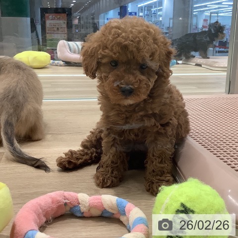 大阪府のトイプードル(トイ) (ペットプラス 鶴見店/2025年12月26日生まれ/女の子/オレンジフォーン)の子犬の3枚目の画像