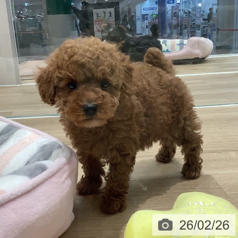 大阪府のトイプードル(トイ) (ペットプラス 鶴見店/2025年12月26日生まれ/女の子/オレンジフォーン)の子犬の2枚目の画像