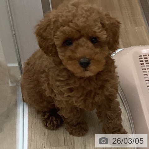 大阪府のトイプードル(トイ) (ペットプラス 鶴見店/2025年12月26日生まれ/女の子/オレンジフォーン)の子犬の4枚目の画像