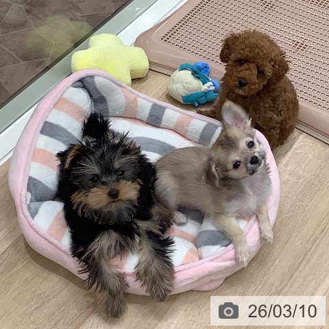 大阪府のトイプードル(トイ) (ペットプラス 鶴見店/2025年12月26日生まれ/女の子/オレンジフォーン)の子犬の3枚目の画像