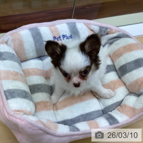 香川県のチワワ(ロング) (ペットプラス 綾川店/2025年12月25日生まれ/男の子/ホワイトチョコレート)の子犬の4枚目の画像