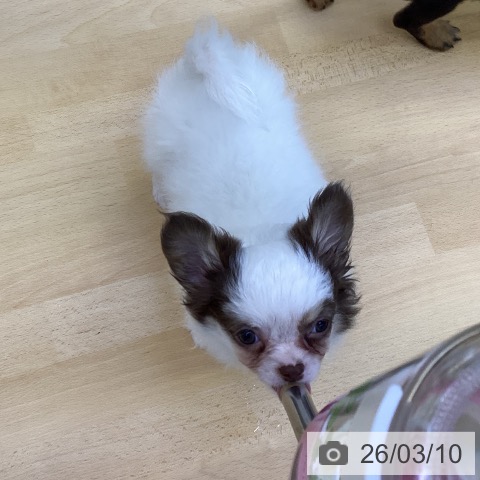 香川県のチワワ(ロング) (ペットプラス 綾川店/2025年12月25日生まれ/男の子/ホワイトチョコレート)の子犬の3枚目の画像