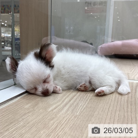 徳島県のチワワ(ロング) (ペットプラス 徳島店/2025年12月25日生まれ/女の子/ホワイトチョコレート)の子犬の4枚目の画像