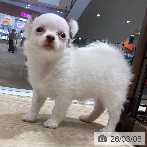 徳島県のチワワ(ロング) (ペットプラス 徳島店/2025年12月25日生まれ/女の子/ホワイトチョコレート)の子犬の3枚目の画像