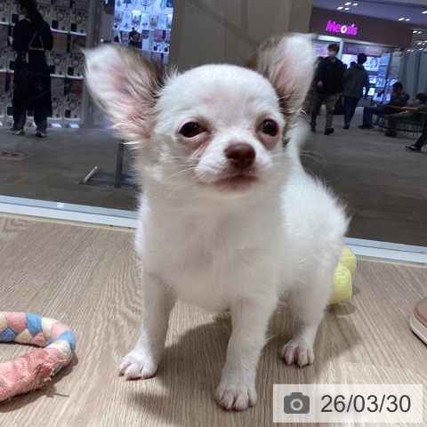 徳島県のチワワ(ロング) (ペットプラス 徳島店/2025年12月25日生まれ/女の子/ホワイトチョコレート)の子犬の3枚目の画像