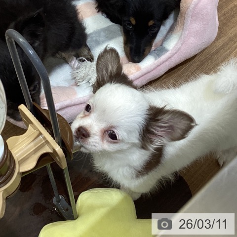 鳥取県のチワワ(ロング) (ペッツワン 日吉津店/2025年12月25日生まれ/女の子/ホワイトチョコレート)の子犬の3枚目の画像