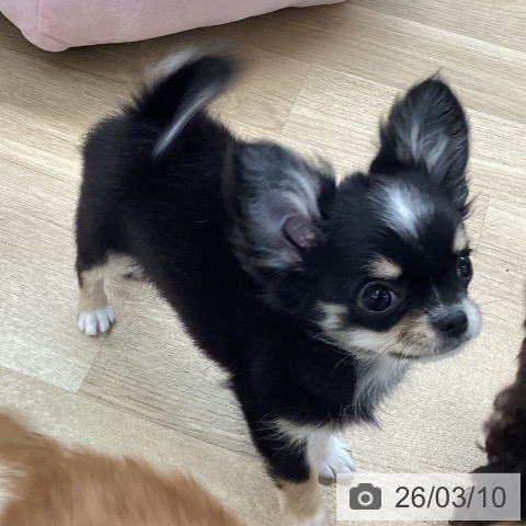 愛媛県のチワワ(ロング) (ペットプラス 新居浜店/2025年12月24日生まれ/女の子/ブラッククリームホワイト)の子犬の4枚目の画像