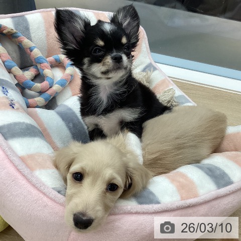 愛媛県のチワワ(ロング) (ペットプラス 新居浜店/2025年12月24日生まれ/女の子/ブラッククリームホワイト)の子犬の3枚目の画像