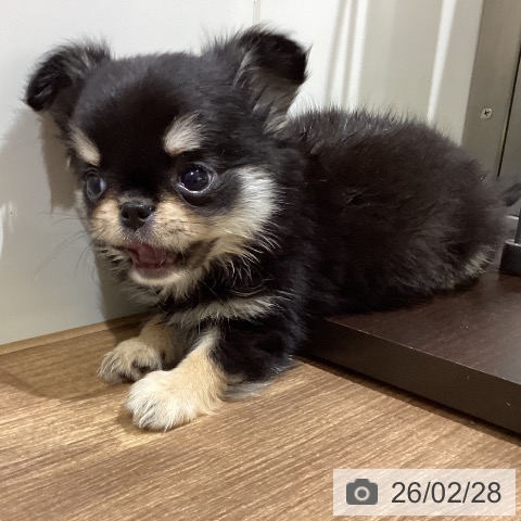 鳥取県のチワワ(ロング) (ペッツワン 日吉津店/2025年12月24日生まれ/女の子/ブラッククリーム)の子犬の4枚目の画像