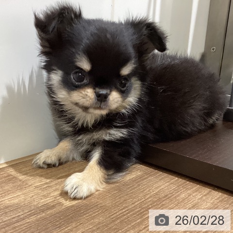 鳥取県のチワワ(ロング) (ペッツワン 日吉津店/2025年12月24日生まれ/女の子/ブラッククリーム)の子犬の3枚目の画像