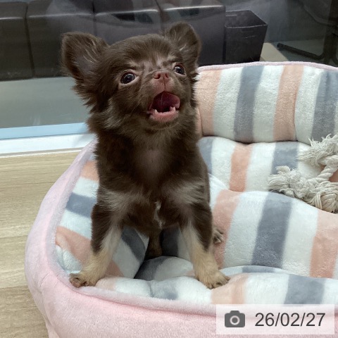 愛媛県のチワワ(ロング) (ペットプラス 新居浜店/2025年12月20日生まれ/女の子/チョコレートタン)の子犬の4枚目の画像