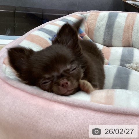 愛媛県のチワワ(ロング) (ペットプラス 新居浜店/2025年12月20日生まれ/女の子/チョコレートタン)の子犬の3枚目の画像