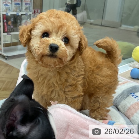 トイ・プードルの写真