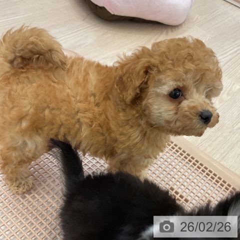 トイ・プードルの写真