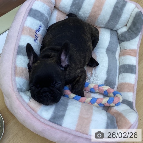 フレンチ・ブルドッグの写真