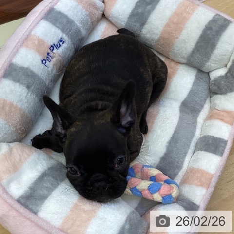 フレンチ・ブルドッグの写真